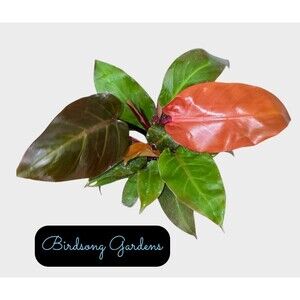 Philodendron Sun Red • 4” Pot • Extra Full Plant • Bright Red Orange New Growth